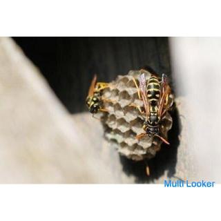 [Tokai-Gebiet] Ausrottung von Bienenstöcken und Schädlingen 6.000 Yen