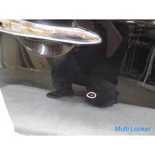 2012 Fuga HY51 rechte Haustür