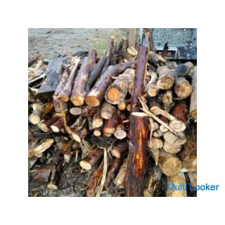 Baumwurzeln, Wurzelentfernung! Bäume fällen! Kostenlose Sammlung von Baumstämmen! (Willkommen zum Ei