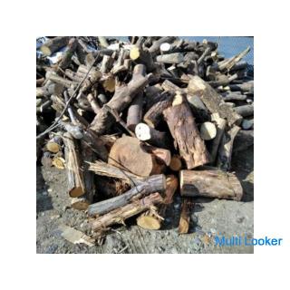 Baumwurzeln, Wurzelentfernung! Bäume fällen! Kostenlose Sammlung von Baumstämmen! (Willkommen zum Ei