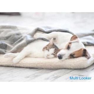 Für diejenigen, die über internationale Heirats- und Heiratsaktivitäten in Tokio nachdenken [Kostenl