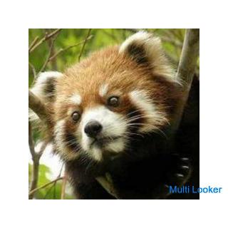 30er und 40er Power Spot & Zoo ♪ ~ 1 Person Teilnahme ~ [Yokohama]