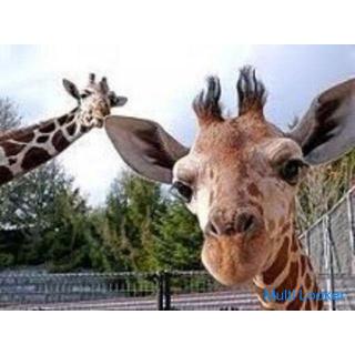 30er und 40er Power Spot & Zoo ♪ ~ 1 Person Teilnahme ~ [Yokohama]