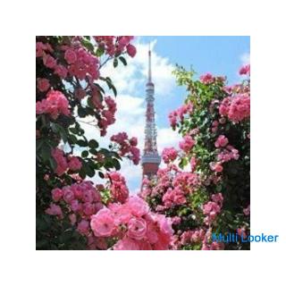 34-55 Jahre Tokyo Spaziergang ♪ ~ 1 Person Teilnahme ~ [Shibakoen]