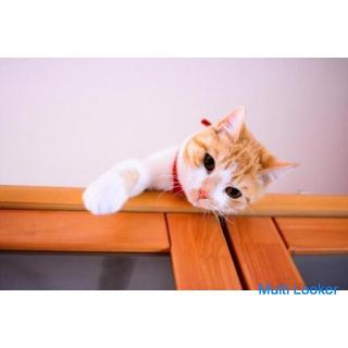 Dringende Rekrutierung von Frauen! !! Kontakt und Heirat mit süßen Katzen (Teil 1). 14. November (So