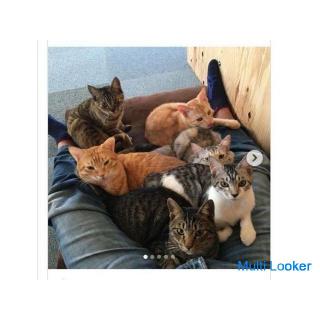 Dringende Rekrutierung von Frauen! !! Kontakt und Heirat mit süßen Katzen (Teil 1). 14. November (So