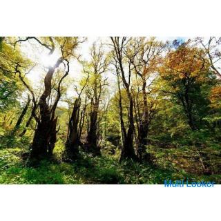 Molinos Cafe in Hida-Wohnen und leben in einem Bergdorf wie du