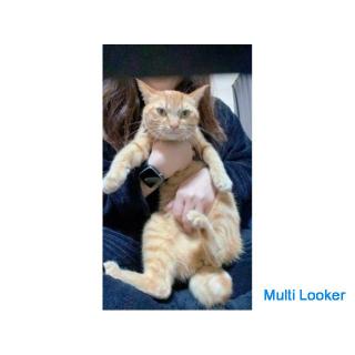 Ich massiere auch Katzen