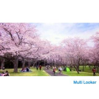 27.03. (So) Osaka Cherry Blossom Party Event Kansai 1 Giant Cherry Blossom Viewing Partyeinladung fü