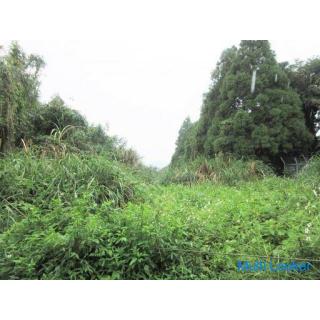Yamagawanarikawa, Ibusuki City [Land] Forest on the Ibusuki Narukawa tunnel 1.4 million yen