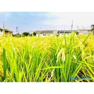 Rice farming, rice harvesting, Minami-ku, Okayama