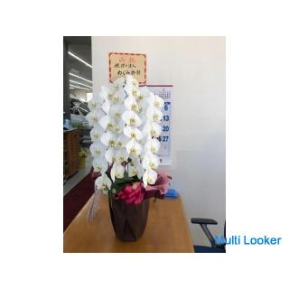 Hourly wage ¥ 900‼ ️ About 6 hours a day! ️Rent-a-car telephone compatible rental business