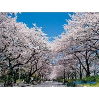 3/27 (Sun) Osaka Cherry Blossom Party Event Kansai 1 Giant Cherry Blossom Viewing 100 People Party I